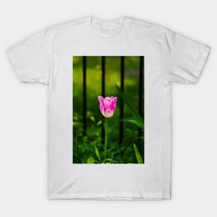 Sun Kissed Tulip T-Shirt